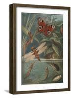 Metamorphoses, Life Cycle of Insects-Science Source-Framed Giclee Print