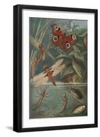 Metamorphoses, Life Cycle of Insects-Science Source-Framed Giclee Print