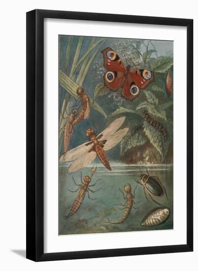 Metamorphoses, Life Cycle of Insects-Science Source-Framed Giclee Print