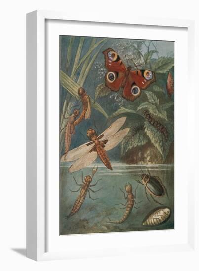 Metamorphoses, Life Cycle of Insects-Science Source-Framed Giclee Print