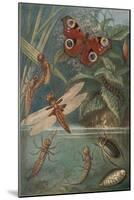 Metamorphoses, Life Cycle of Insects-Science Source-Mounted Giclee Print