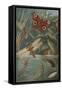 Metamorphoses, Life Cycle of Insects-Science Source-Framed Stretched Canvas
