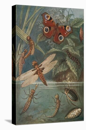 Metamorphoses, Life Cycle of Insects-Science Source-Stretched Canvas