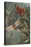 Metamorphoses, Life Cycle of Insects-Science Source-Stretched Canvas