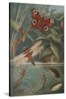 Metamorphoses, Life Cycle of Insects-Science Source-Stretched Canvas