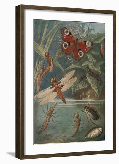 Metamorphoses, Life Cycle of Insects-Science Source-Framed Giclee Print