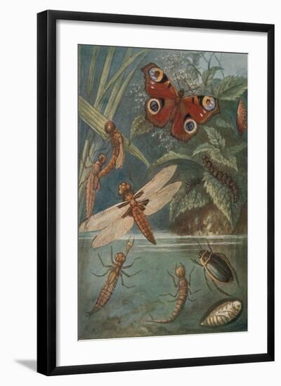 Metamorphoses, Life Cycle of Insects-Science Source-Framed Giclee Print