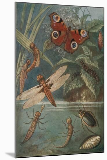 Metamorphoses, Life Cycle of Insects-Science Source-Mounted Giclee Print