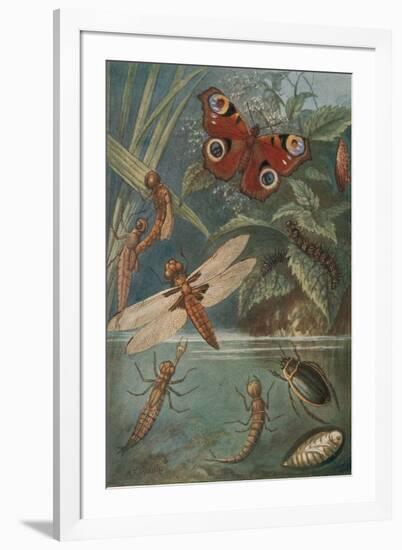 Metamorphoses, Life Cycle of Insects-Science Source-Framed Giclee Print