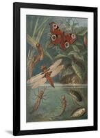 Metamorphoses, Life Cycle of Insects-Science Source-Framed Giclee Print