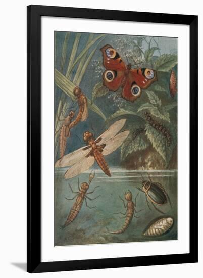 Metamorphoses, Life Cycle of Insects-Science Source-Framed Giclee Print