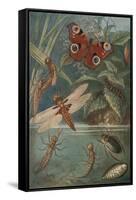 Metamorphoses, Life Cycle of Insects-Science Source-Framed Stretched Canvas