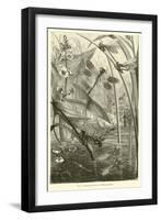 Metamorphoses of Dragon-Flies-null-Framed Giclee Print
