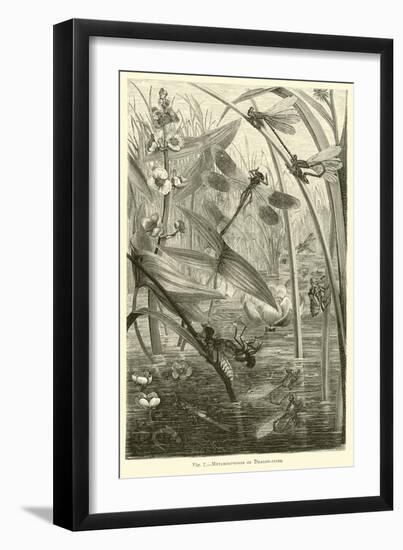 Metamorphoses of Dragon-Flies-null-Framed Giclee Print