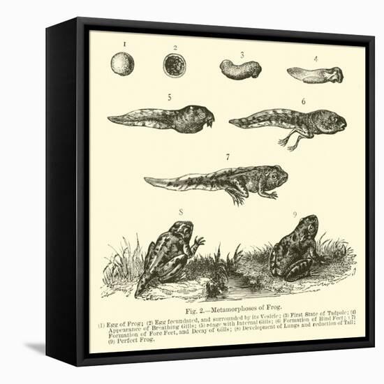 Metamorphoses of Frog-null-Framed Stretched Canvas