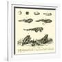 Metamorphoses of Frog-null-Framed Giclee Print