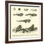 Metamorphoses of Frog-null-Framed Giclee Print