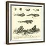 Metamorphoses of Frog-null-Framed Giclee Print