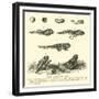 Metamorphoses of Frog-null-Framed Giclee Print