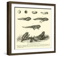 Metamorphoses of Frog-null-Framed Giclee Print