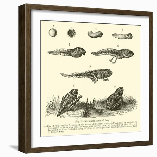 Metamorphoses of Frog-null-Framed Giclee Print