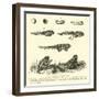 Metamorphoses of Frog-null-Framed Giclee Print