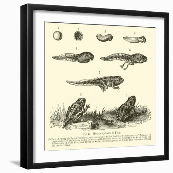 Metamorphoses of Frog-null-Framed Giclee Print