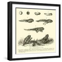 Metamorphoses of Frog-null-Framed Giclee Print