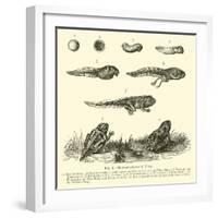 Metamorphoses of Frog-null-Framed Giclee Print