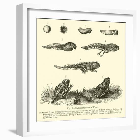 Metamorphoses of Frog-null-Framed Giclee Print