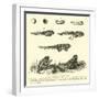 Metamorphoses of Frog-null-Framed Giclee Print