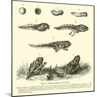 Metamorphoses of Frog-null-Mounted Giclee Print