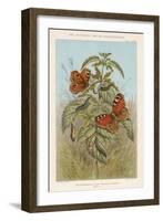 Metamorphoses of the Peacock Butterfly, 1888-Thomas Brown-Framed Giclee Print