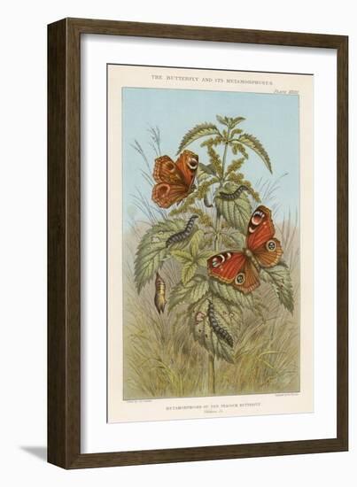 Metamorphoses of the Peacock Butterfly, 1888-Thomas Brown-Framed Giclee Print