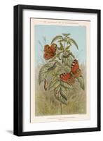 Metamorphoses of the Peacock Butterfly, 1888-Thomas Brown-Framed Giclee Print