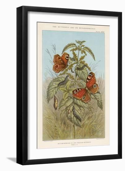 Metamorphoses of the Peacock Butterfly, 1888-Thomas Brown-Framed Giclee Print