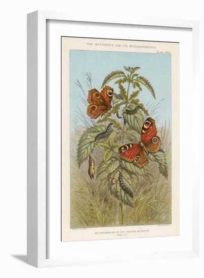 Metamorphoses of the Peacock Butterfly, 1888-Thomas Brown-Framed Giclee Print