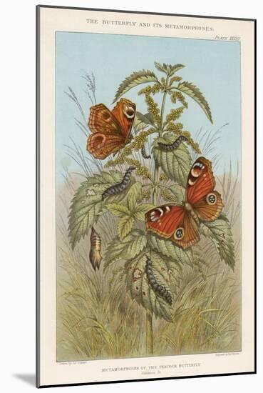 Metamorphoses of the Peacock Butterfly, 1888-Thomas Brown-Mounted Giclee Print