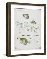 Metamorphosis of a Frog and Blue Flower-Maria Sibylla Graff Merian-Framed Giclee Print