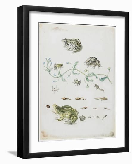 Metamorphosis of a Frog and Blue Flower-Maria Sibylla Graff Merian-Framed Giclee Print