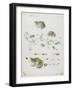 Metamorphosis of a Frog and Blue Flower-Maria Sibylla Graff Merian-Framed Giclee Print