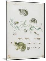 Metamorphosis of a Frog and Blue Flower-Maria Sibylla Graff Merian-Mounted Giclee Print