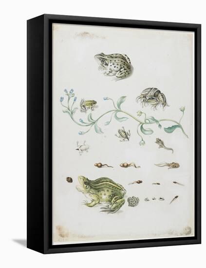 Metamorphosis of a Frog and Blue Flower-Maria Sibylla Graff Merian-Framed Stretched Canvas