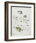 Metamorphosis of a Frog and Blue Flower-Maria Sibylla Graff Merian-Framed Giclee Print