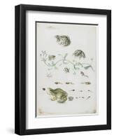 Metamorphosis of a Frog and Blue Flower-Maria Sibylla Graff Merian-Framed Giclee Print