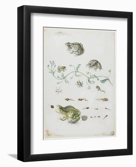 Metamorphosis of a Frog and Blue Flower-Maria Sibylla Graff Merian-Framed Giclee Print