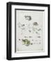 Metamorphosis of a Frog and Blue Flower-Maria Sibylla Graff Merian-Framed Giclee Print