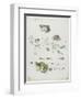 Metamorphosis of a Frog and Blue Flower-Maria Sibylla Graff Merian-Framed Giclee Print