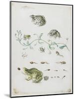 Metamorphosis of a Frog and Blue Flower-Maria Sibylla Graff Merian-Mounted Giclee Print