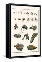 Metamorphosis of Frogs into Toads-Albertus Seba-Framed Stretched Canvas